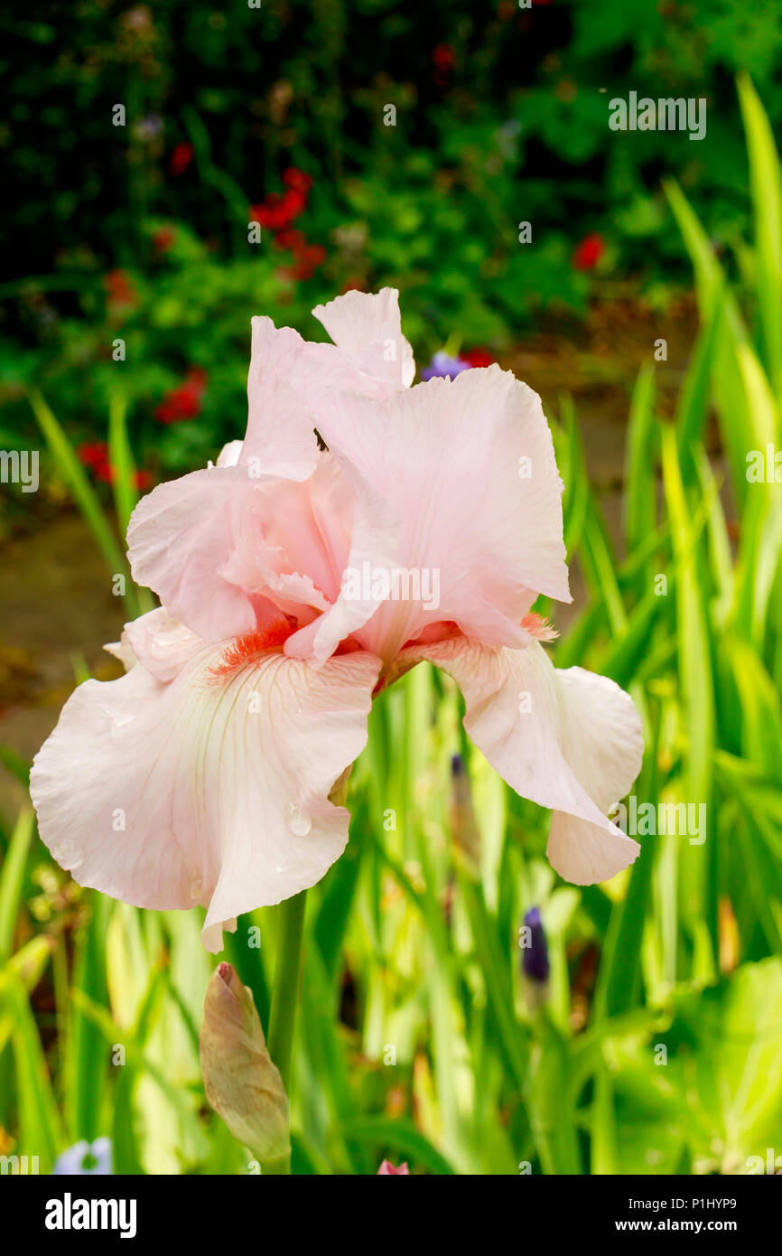 Peach colour tall bearded iris flower in a garden. Stock Photo