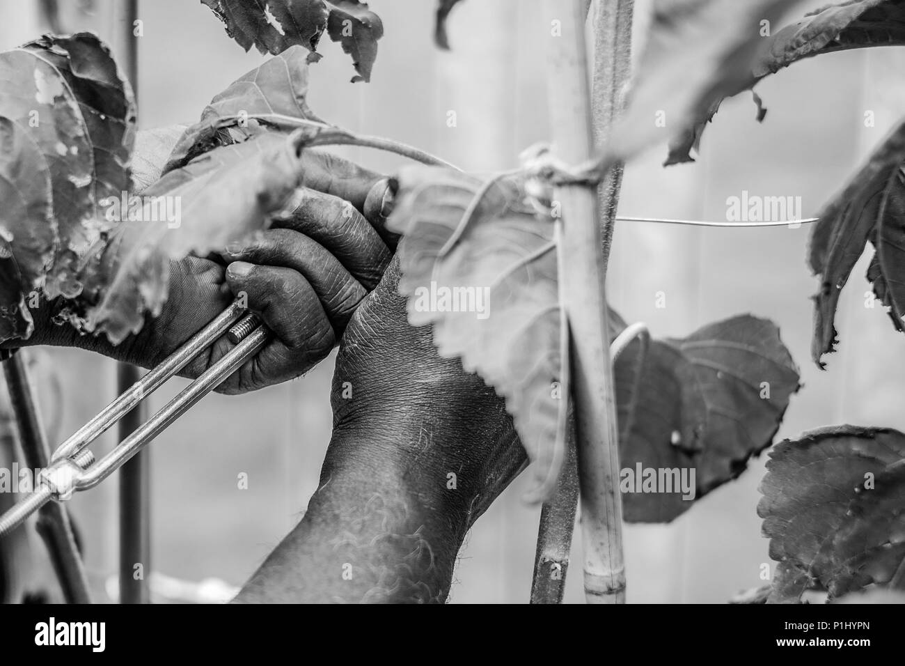 community garden in middlesbrough Stock Photo