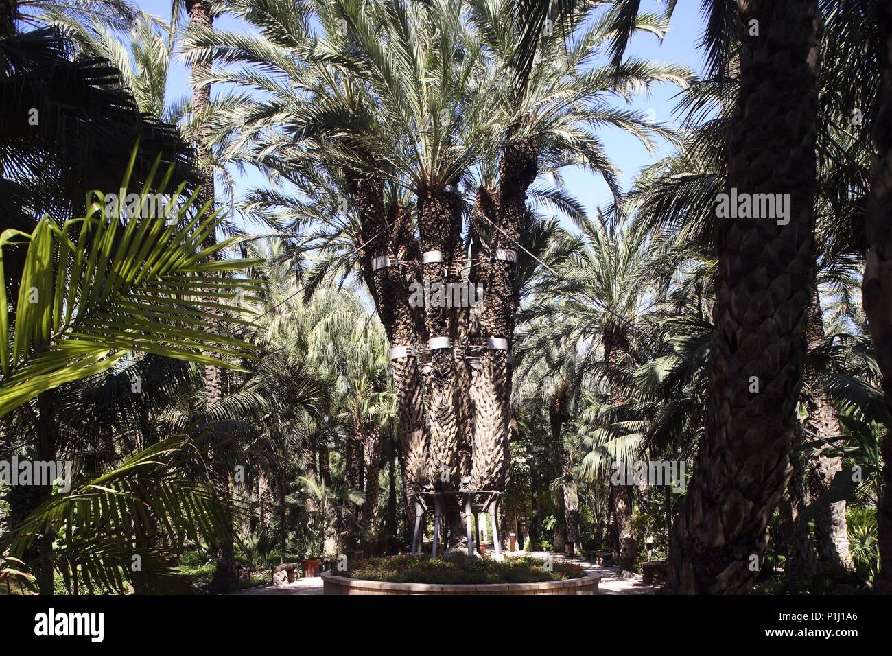 SPAIN - Valencia autonomous region - Baix Vinalopó (district) - Alicante. Elx / Elche; Parque 'Huerto del Cura' el palmeral más emblemático de la ciudad; en el centro la 'Palmera Imperial'. Stock Photo
