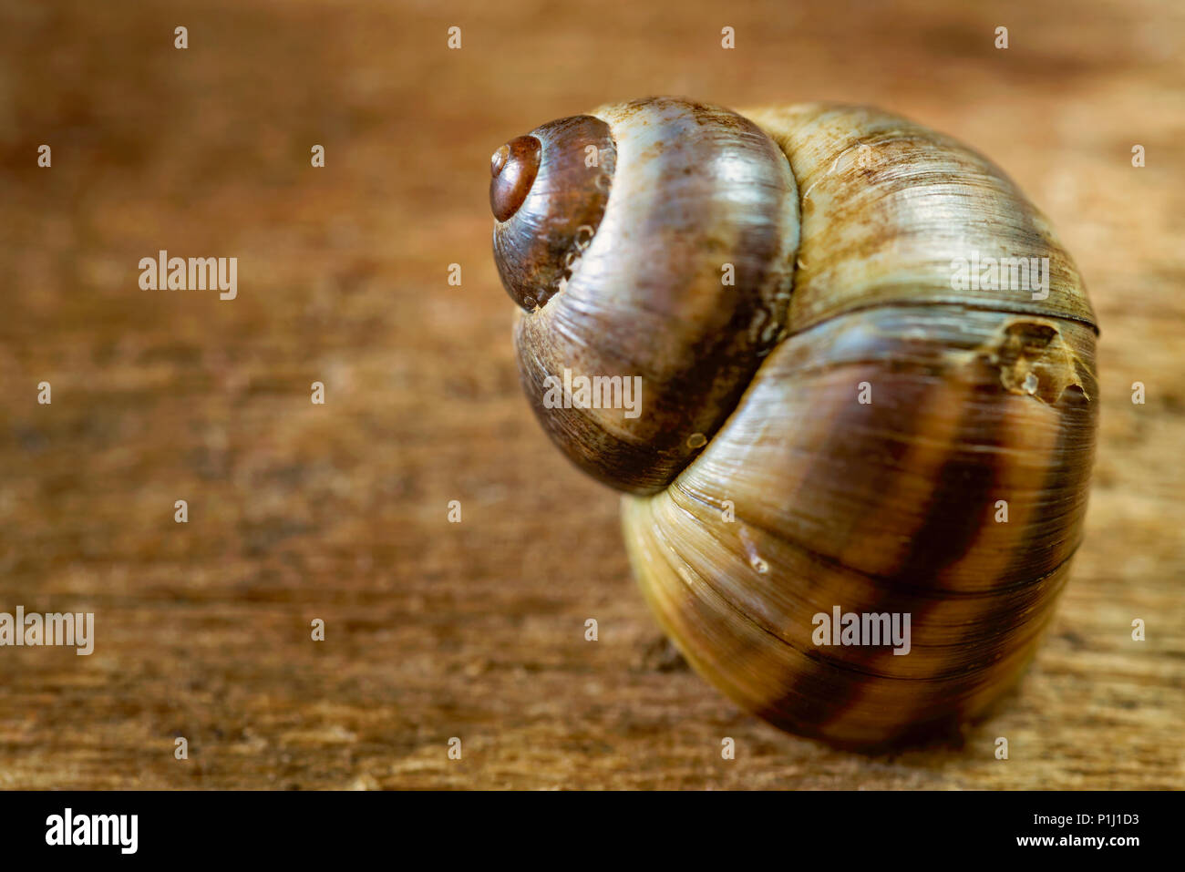 Close up of a common Periwinkle on an old  wooden plank Stock Photo
