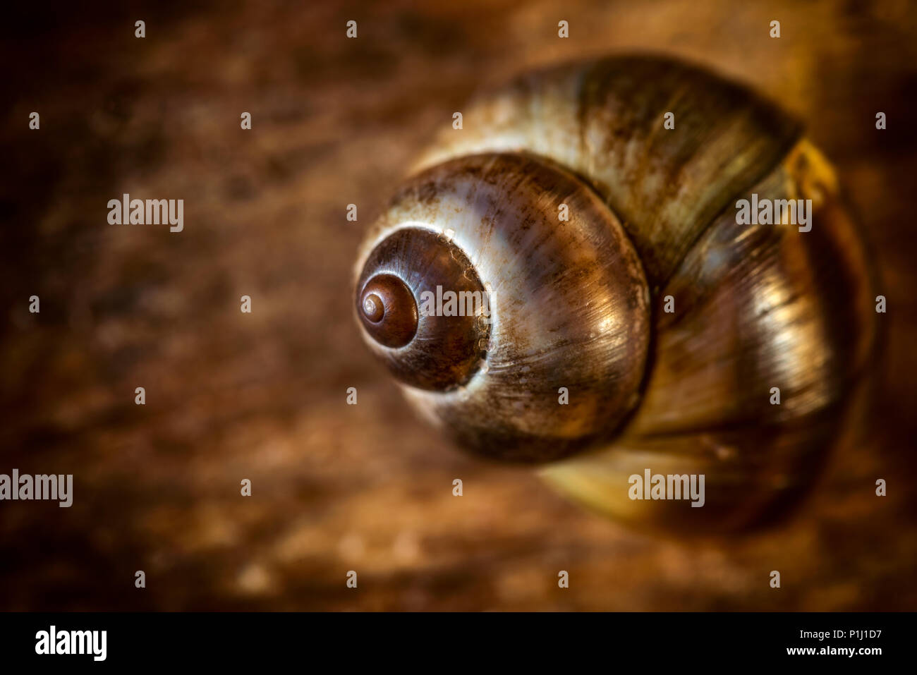 Close up of a common Periwinkle on an old  wooden plank Stock Photo