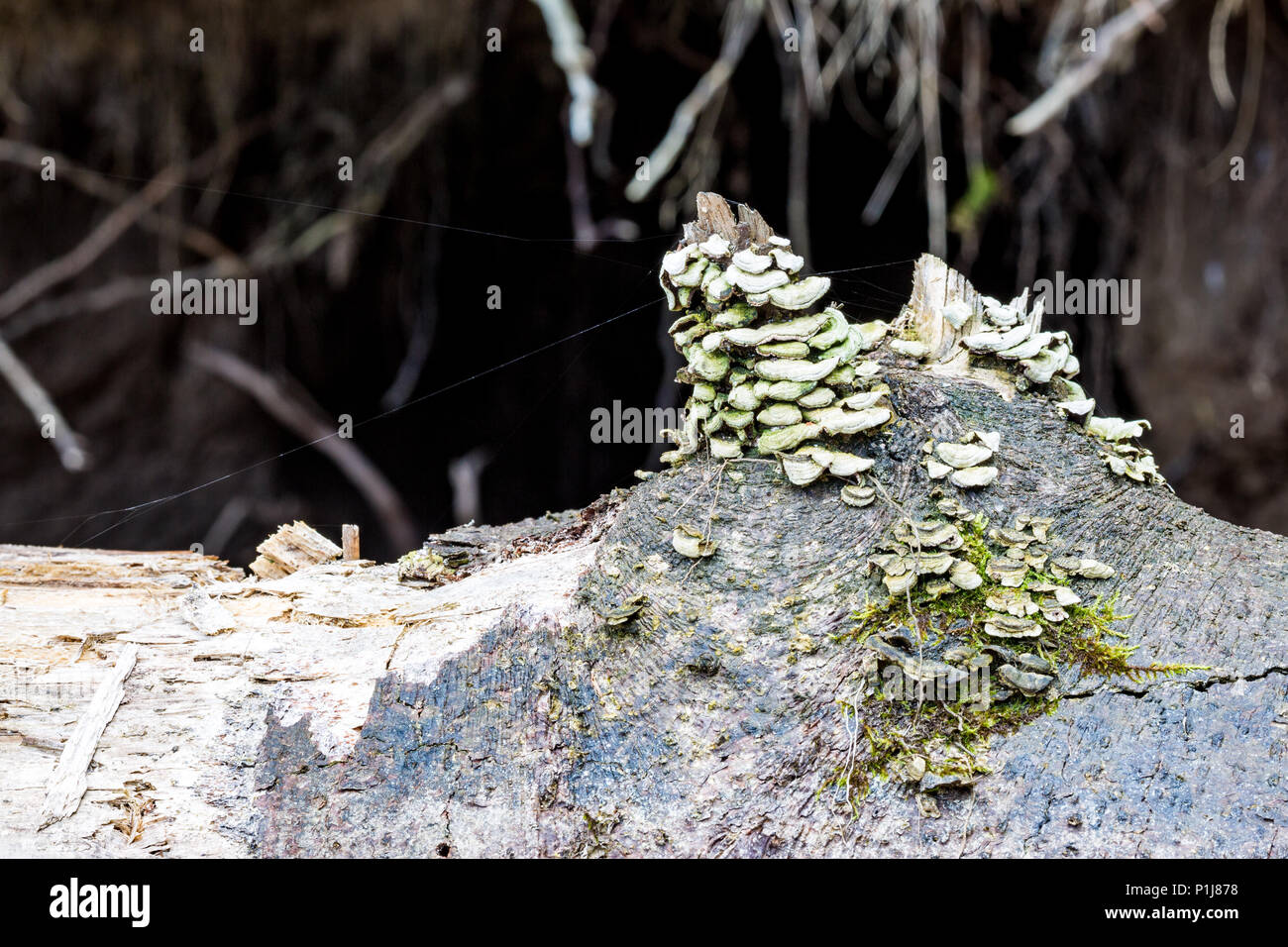 Shelf mushrooms growing on decaying wood of a fallen dead tree near the bare forest tree roots