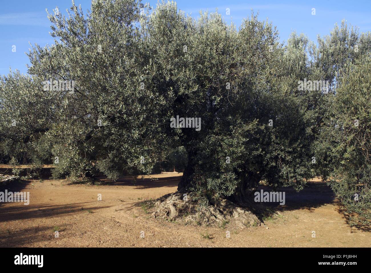 Arbol de oliva hi-res stock photography and images - Alamy