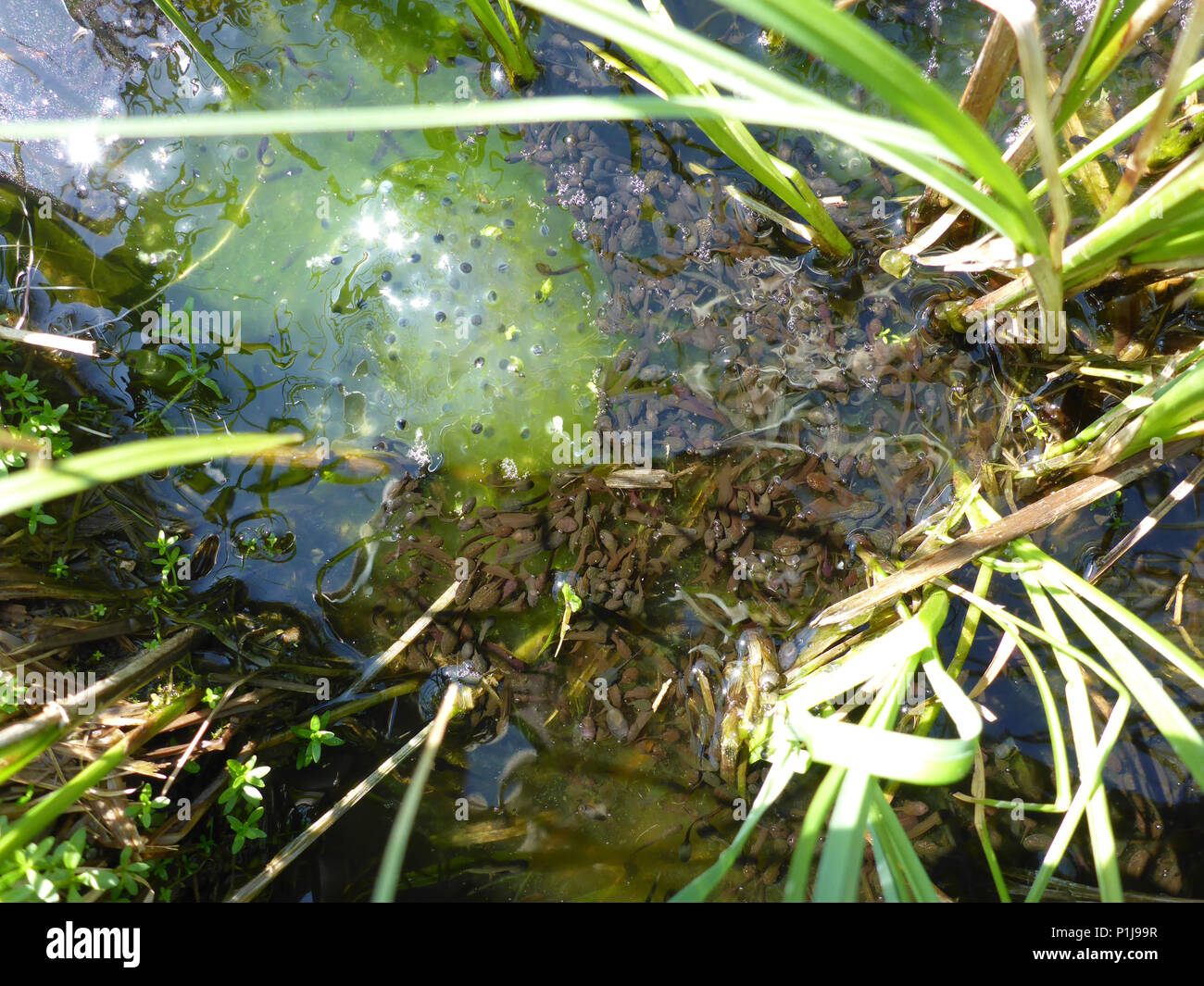 tadpoles and frog spawn from european common frog Stock Photo