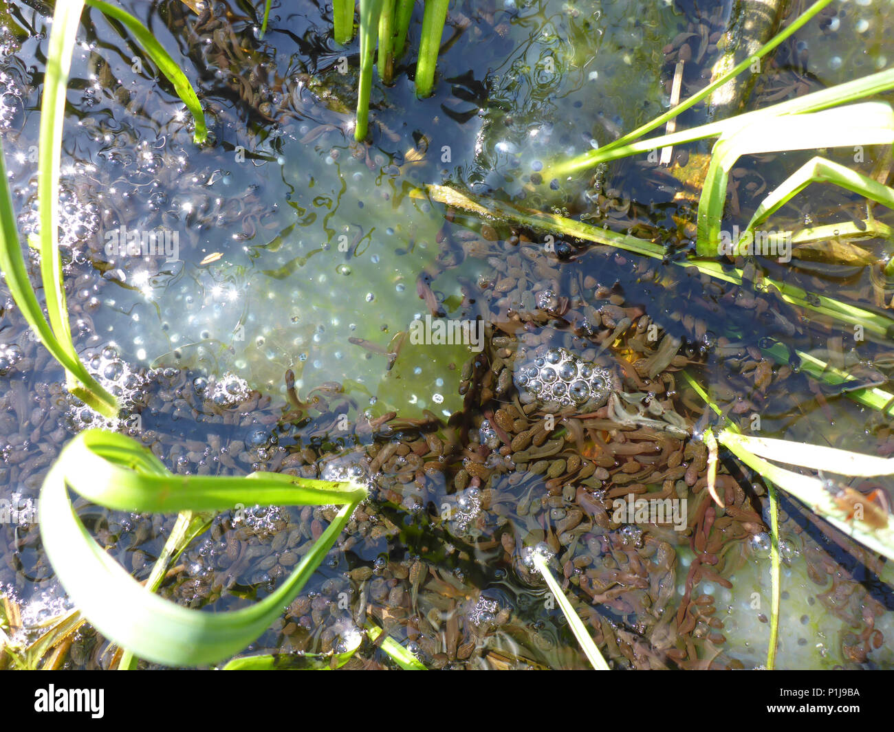 tadpoles and frog spawn from european common frog Stock Photo