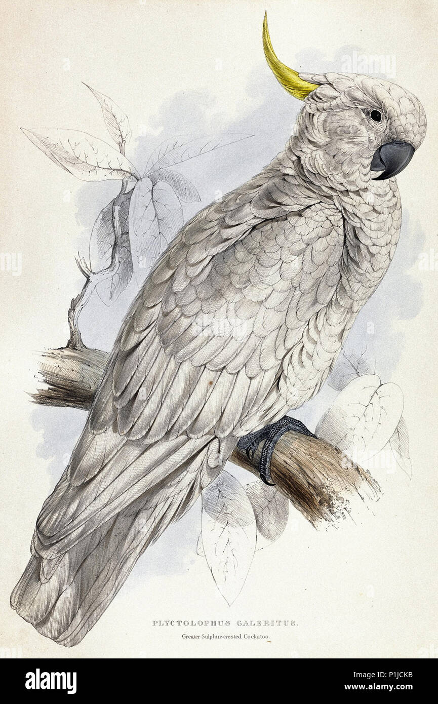 Lear  Edward - Plyctolophus Galeritus. Greater Sulphur-Crested Cockatoo Stock Photo