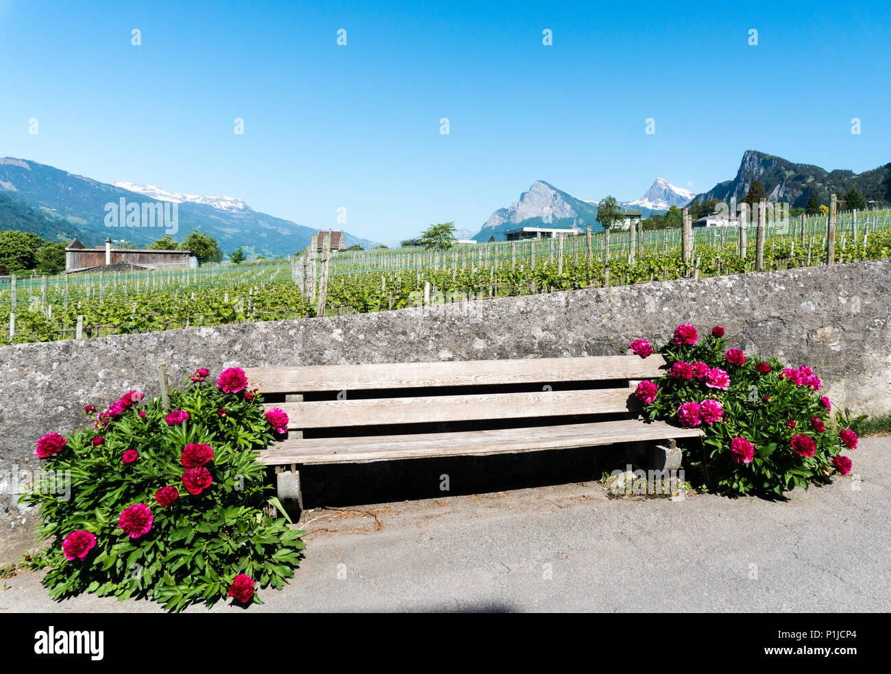 old rustic wooden bench encased by beautiful red blossoming flowers against a rock wall encasing a vineyard in a mountain valley on a beautiful sprind Stock Photo