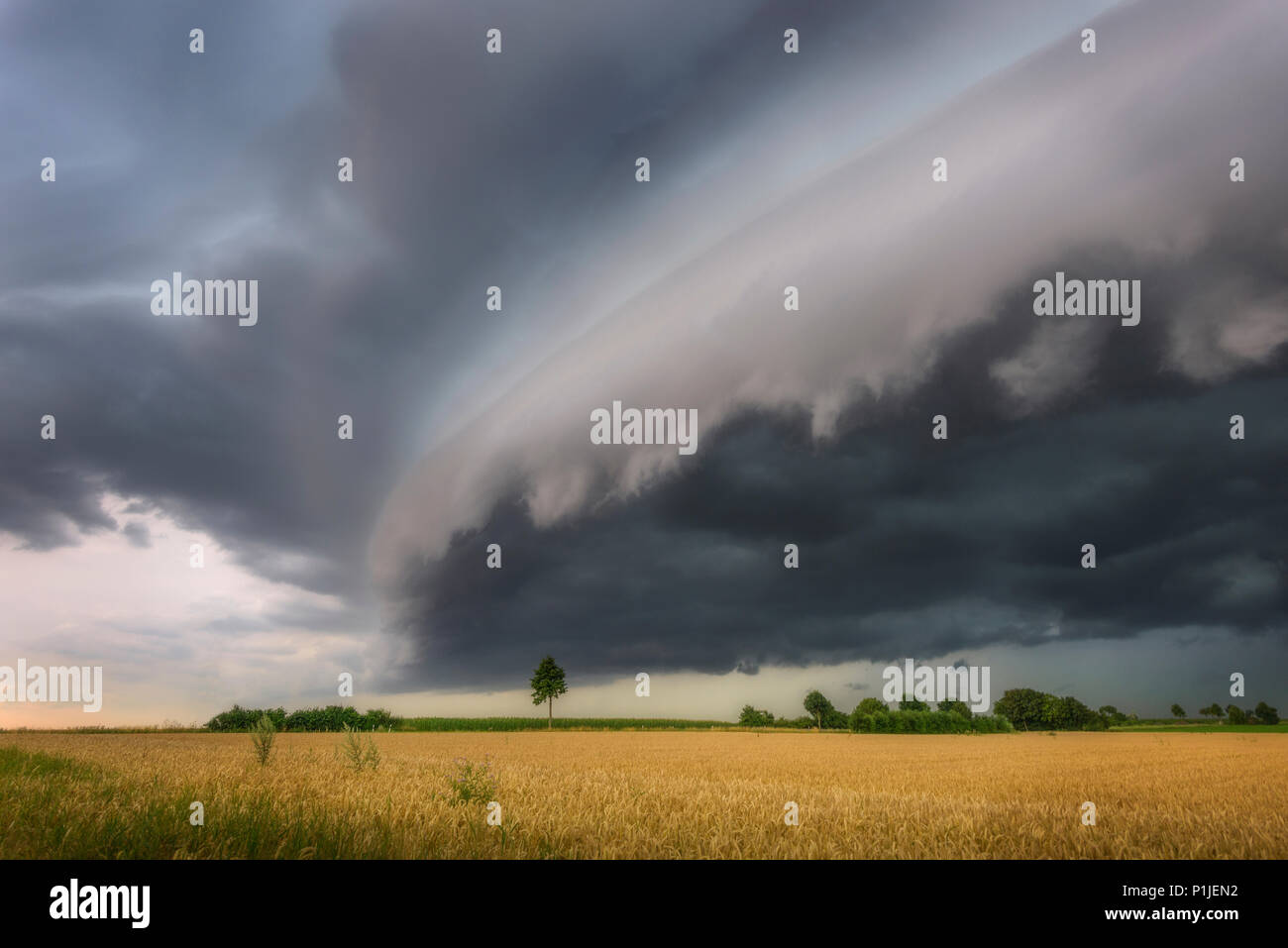 Shelfcloud of a thunderstorm above a cornfield in Heinsberg, North Rhine-Westphalia, Germany Stock Photo