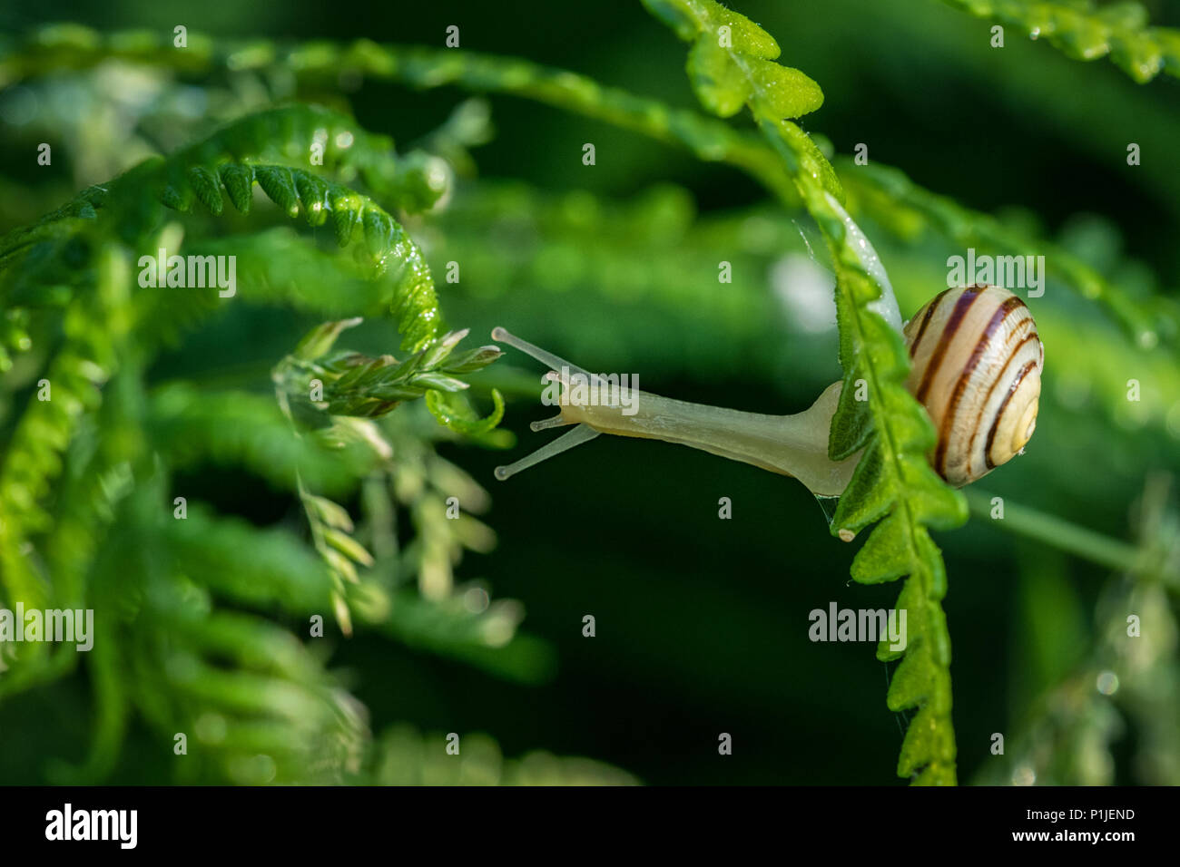 Yellow Striped Snail Reaches for Leaf but Can't Quite Make It Stock Photo