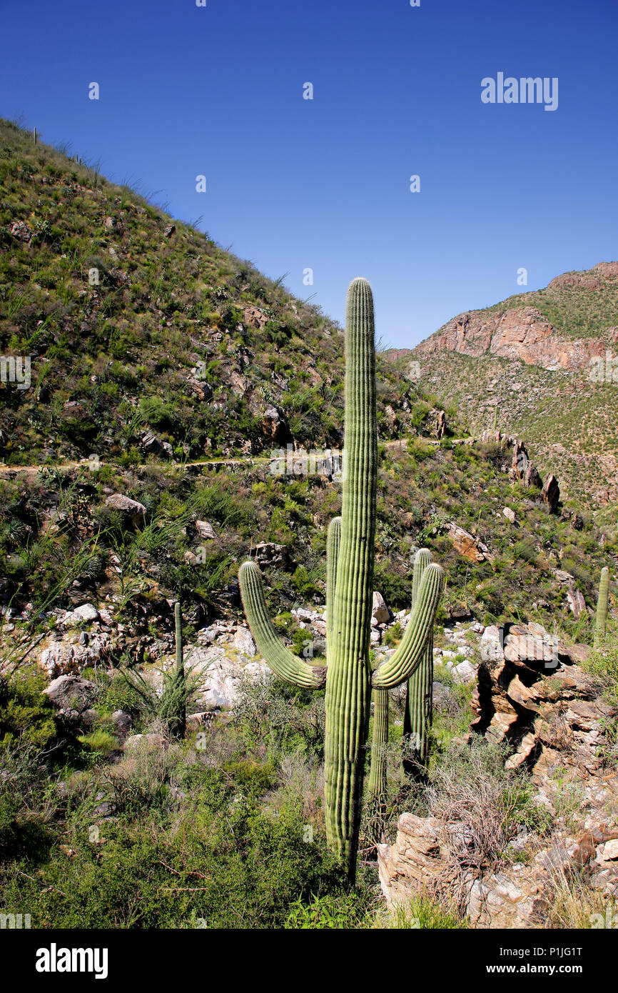 Giant Saguaro Cactus, Saguaro National Park, Sonoran Desert, Tucson, Arizona Stock Photo