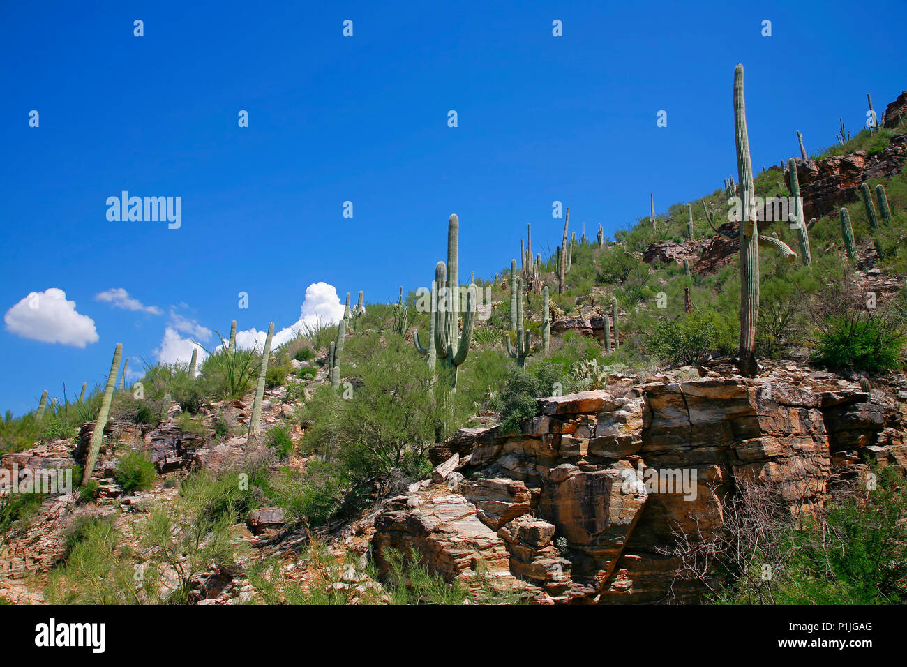 Giant Saguaro Cactus, Saguaro National Park, Sonoran Desert, Tucson, Arizona 3 Stock Photo