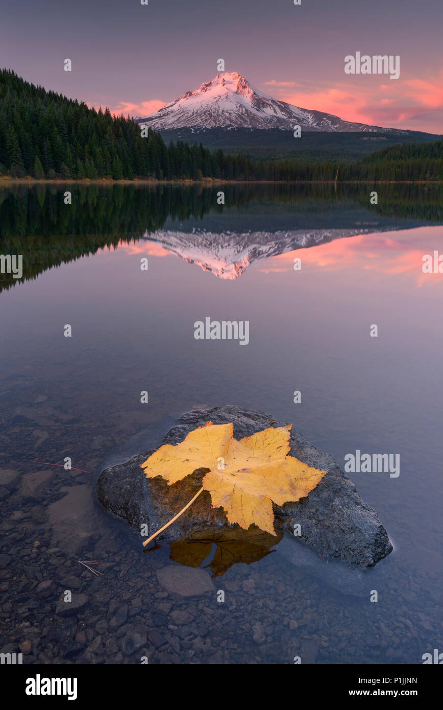 Reflections with fall leaves on Trillium Lake with volcano Mount Hood, Clackamas County, Oregon, USA Stock Photo