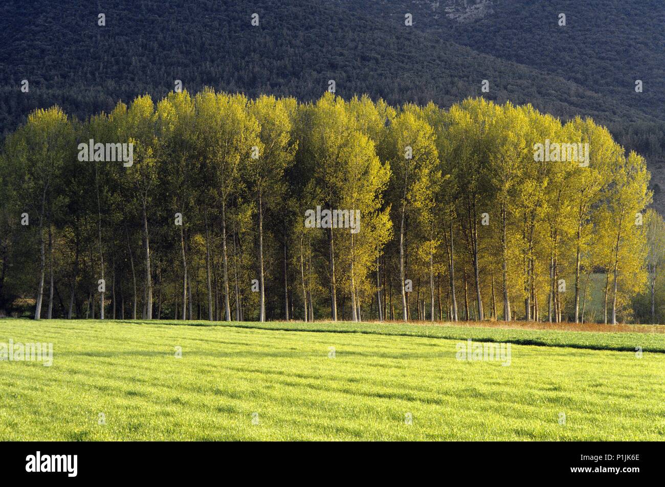 La Bureba, landscape, corn fields and black poplars. Stock Photo