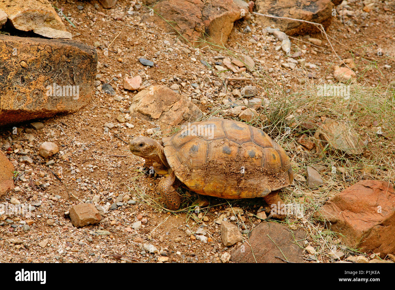 desert tortoise in the sand walking, slowmoving landdwelling reptile