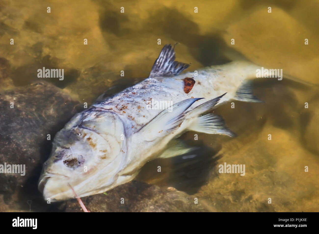 Dead fish Floating in polluted water Stock Photo