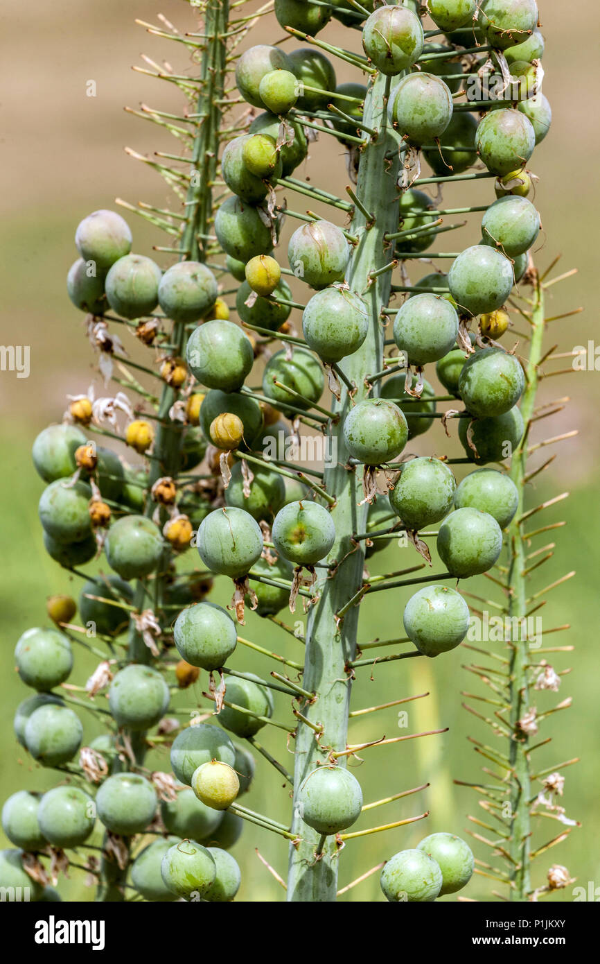 Scape of Eremurus robustus with ripening seeds, Desert candles, Foxtail lilies Stock Photo