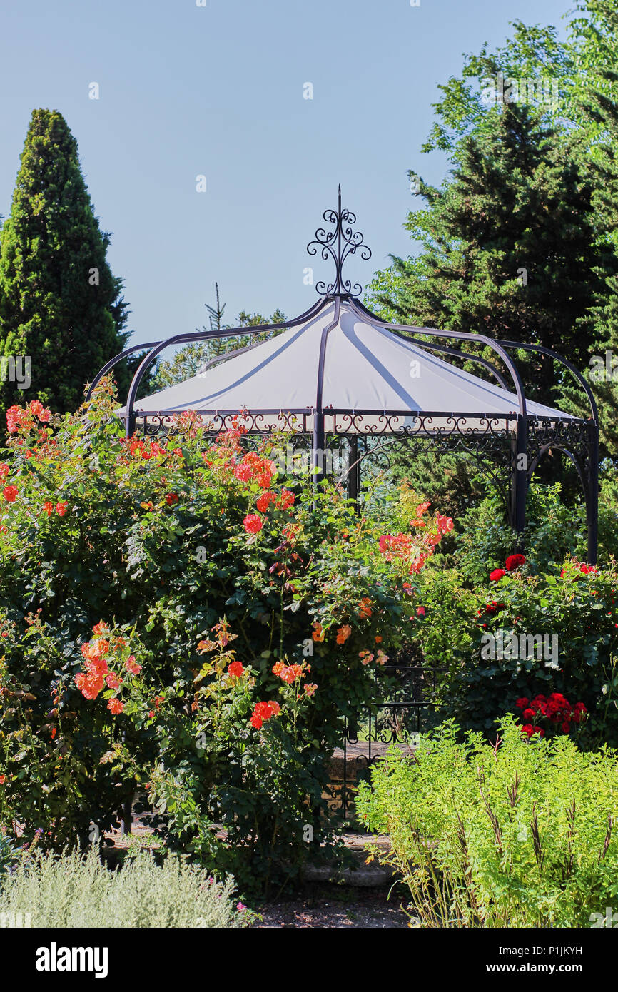 Gazebo on a summer blue sky day behind a rose bush Stock Photo - Alamy