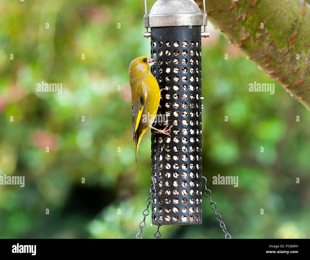 An Adult Male Greenfinch Eating Sunflower Hearts from a Bird Feeder Hanging in a Garden in Alsager Cheshire England United Kingdom UK Stock Photo