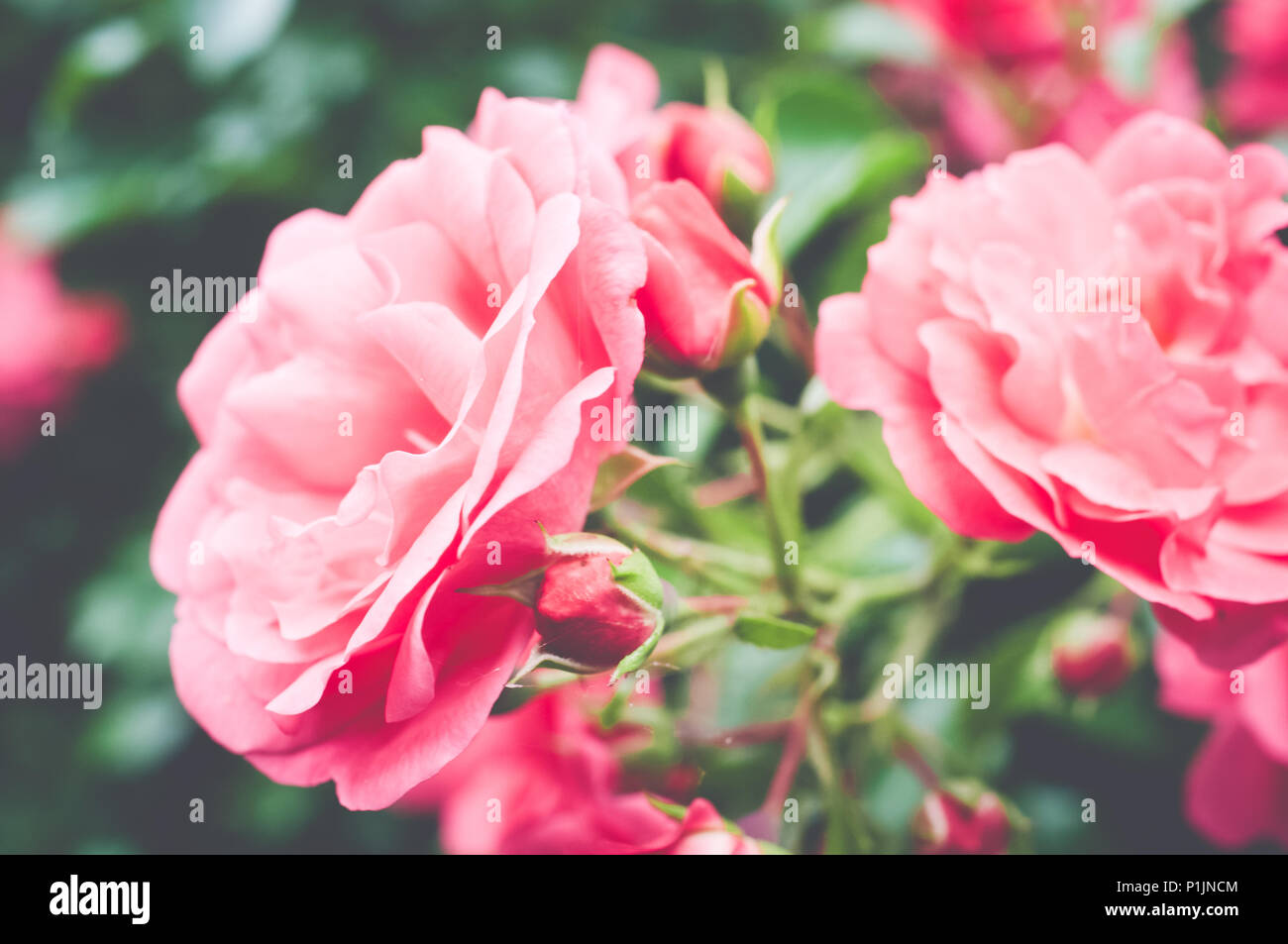 pink rose flowering bush seasonal backdrop Stock Photo Alamy