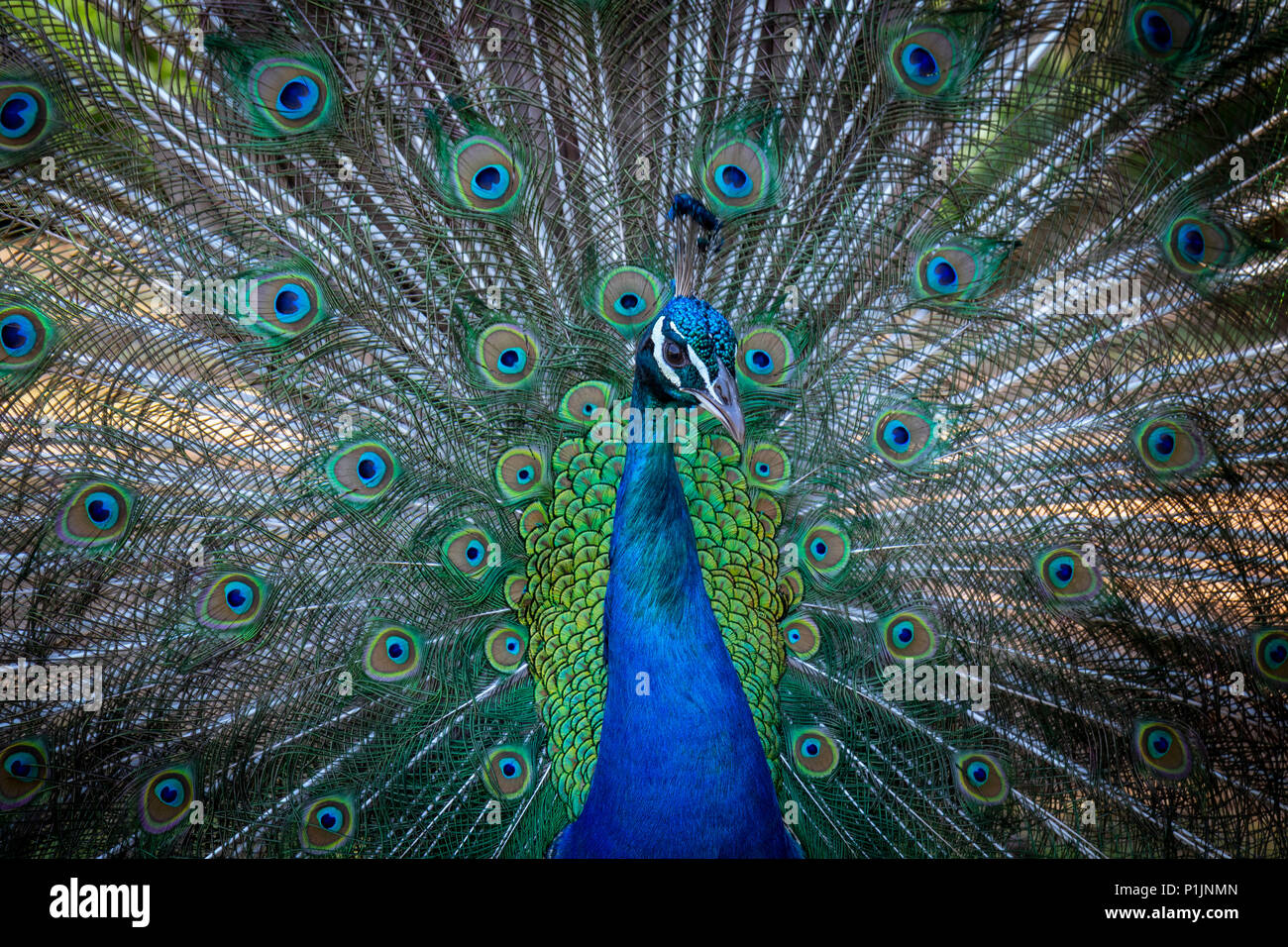 Flared feathers of a peacock Stock Photo
