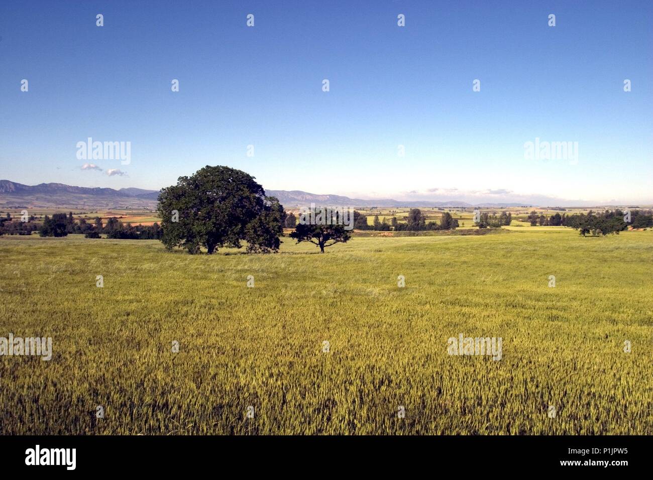 La Bureba; paisaje mesetario entre Briviesca y Poza de la Sal. Stock Photo