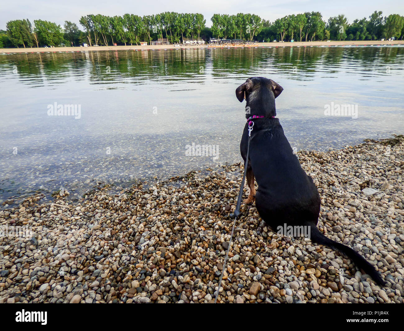Black dog sitting by the lake and staring into water Stock Photo - Alamy
