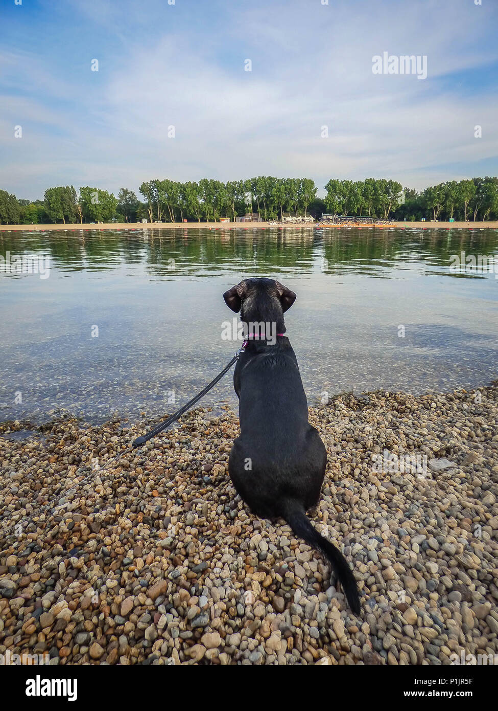Black dog sitting by the lake and staring into water Stock Photo - Alamy