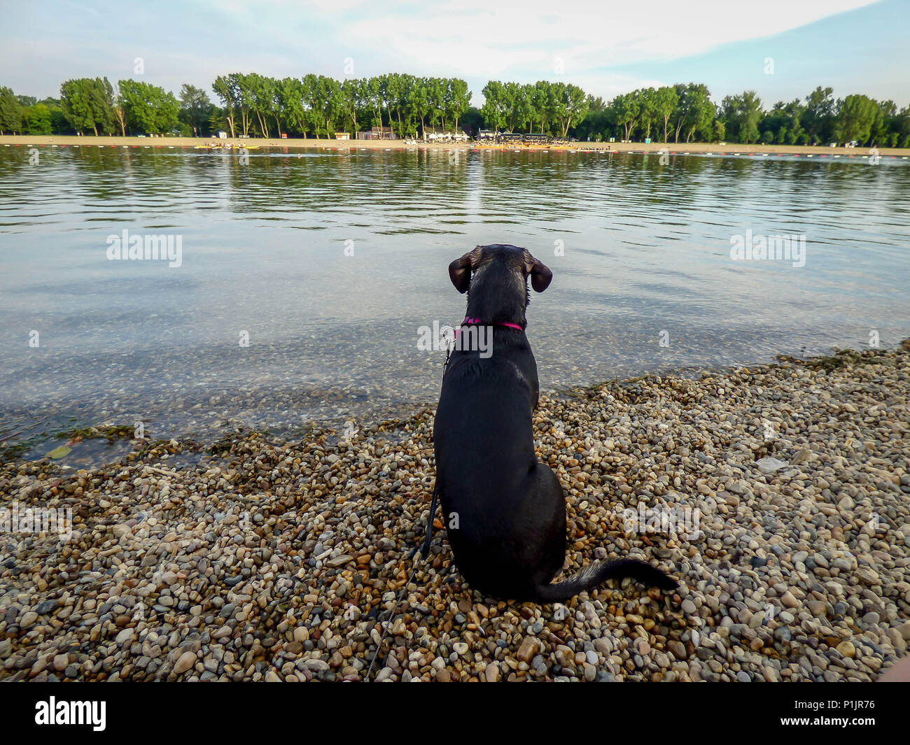 Black dog sitting by the lake and staring into water Stock Photo - Alamy