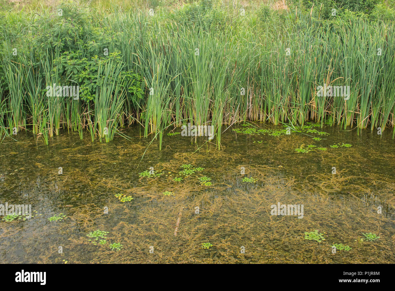 Vegetation of broadleaf cattail / Typha angustifolia by the water with Trapa natans Stock Photo