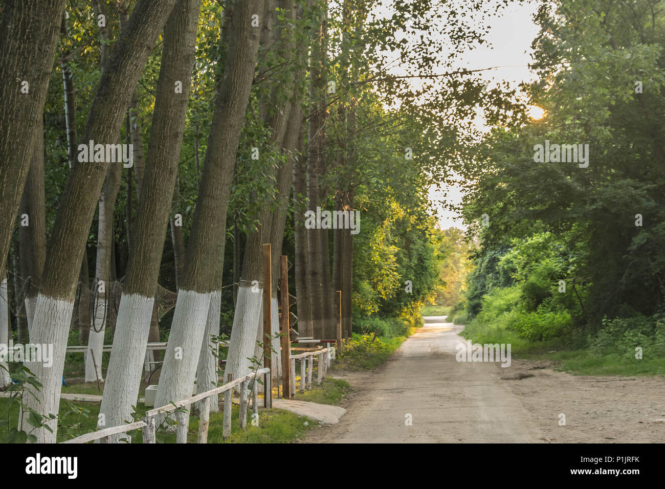 Path next to cottonwood whith trunk painted in white near Belgrade in Serbia Stock Photo