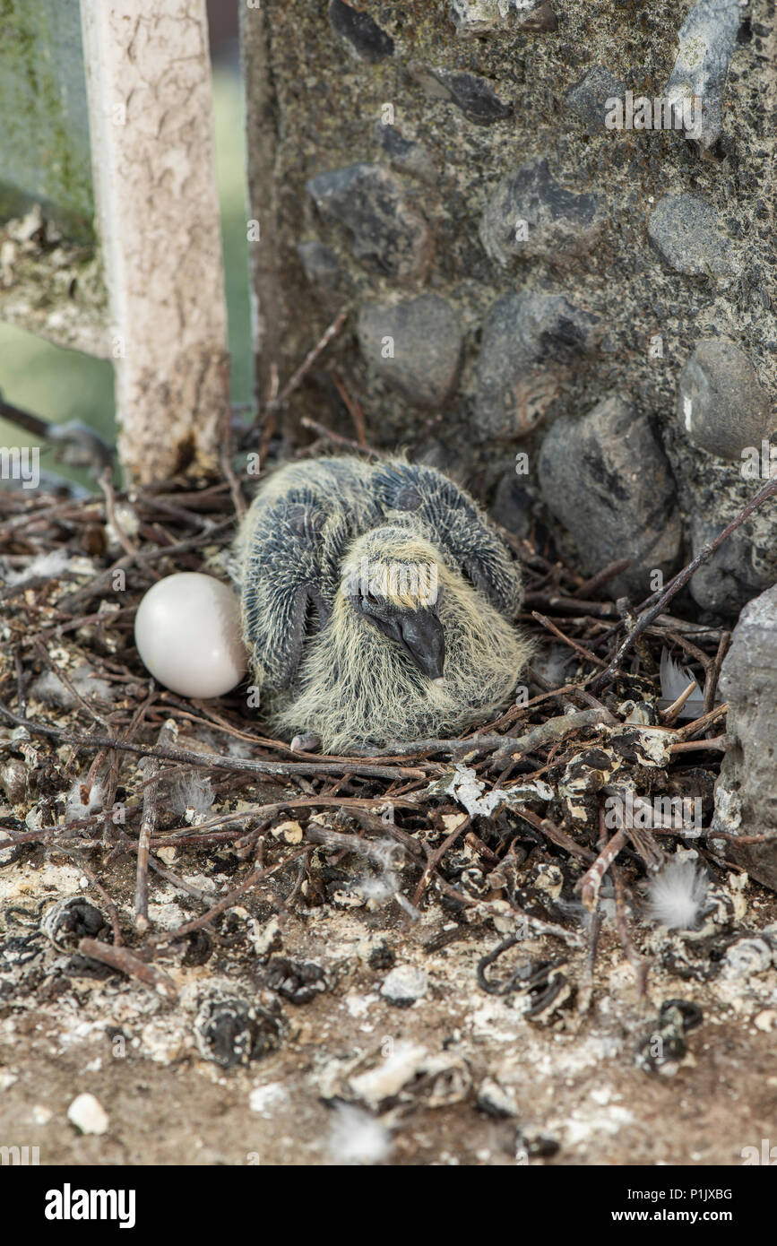 Baby Pigeon High Resolution Stock Photography And Images Alamy Baby Pigeon High Resolution Stock Photography And Images Alamy