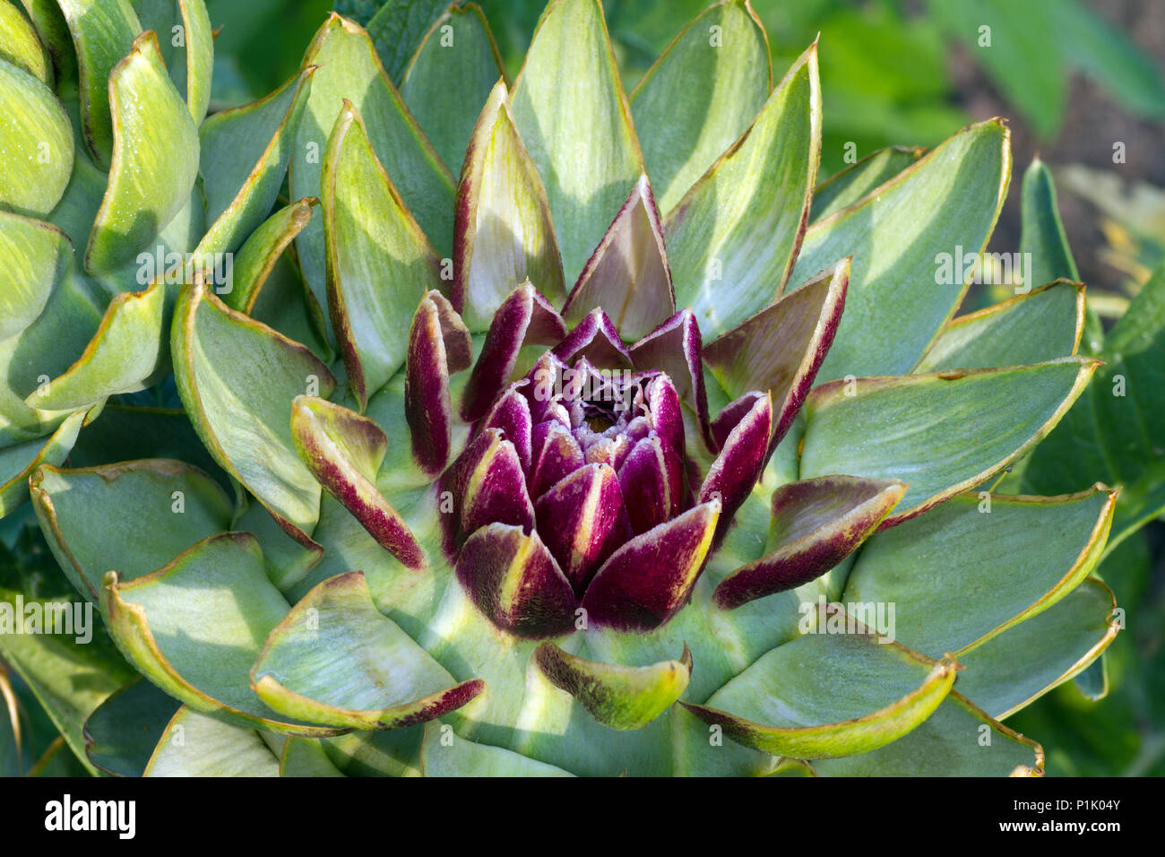 Green Globe Artichoke, Cynara Scolymus, Artischocke Green Globe, Cynara