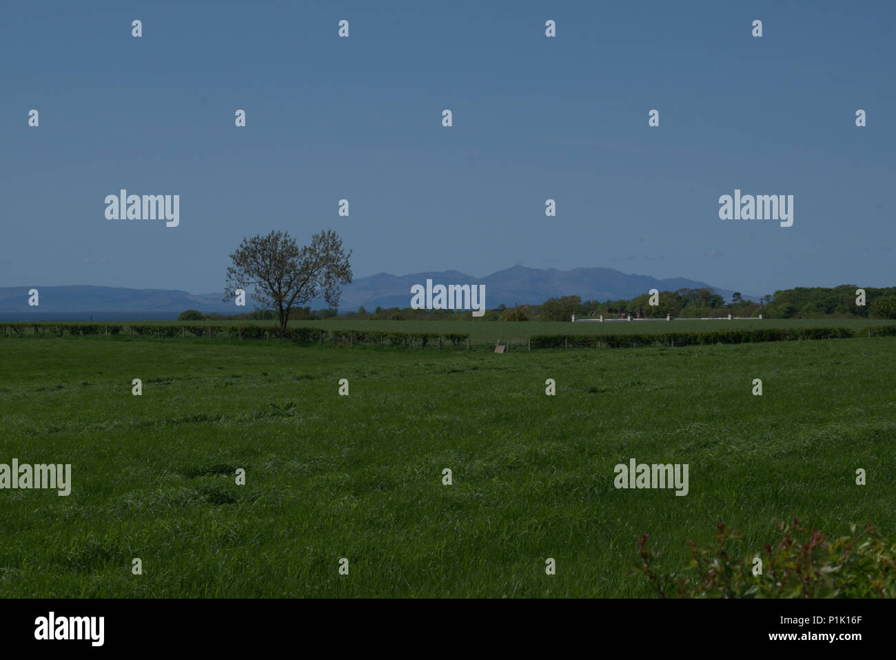 Tree on a landscape Stock Photo - Alamy