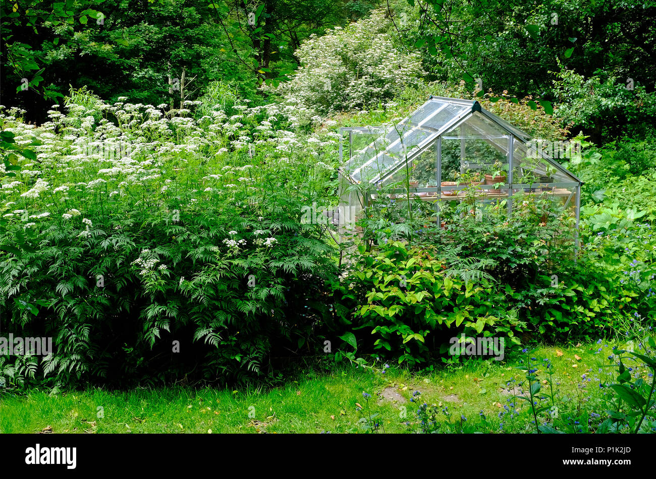 greenhouse in overgrown garden, north norfolk, england Stock Photo