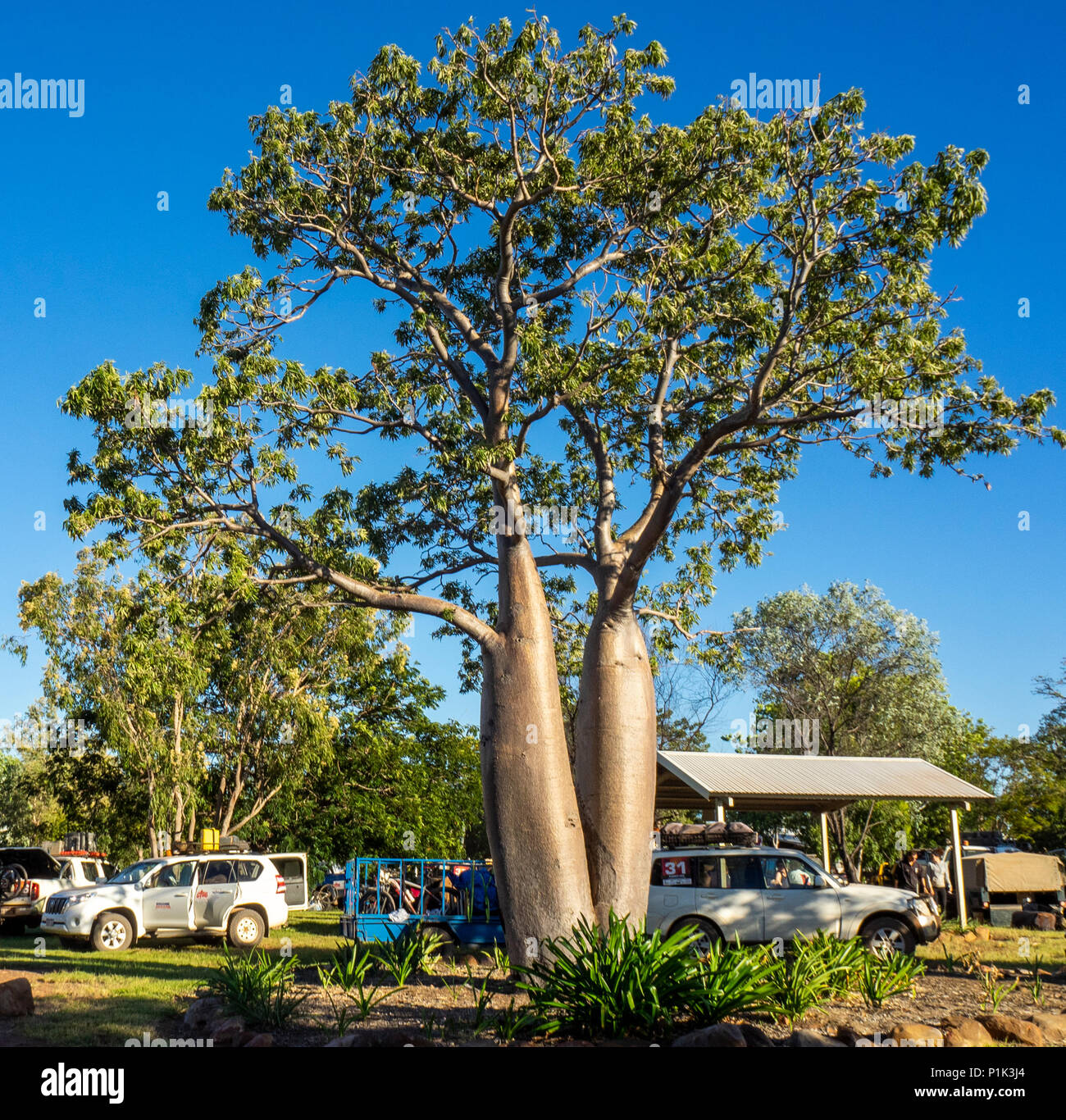 Two boab tree hires stock photography and images Alamy