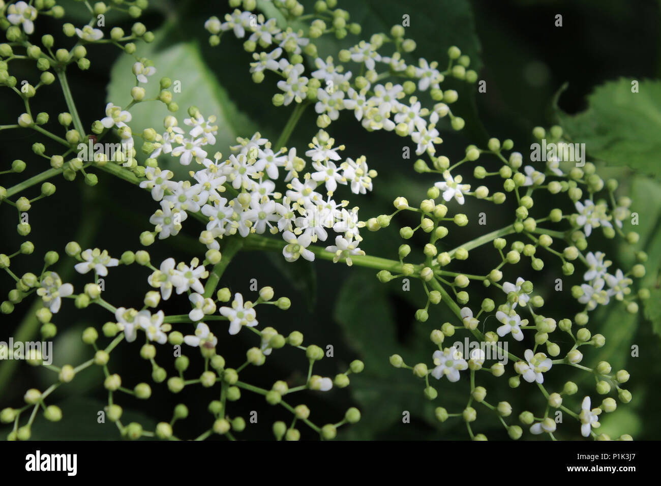 Geometric patterns in nature. The beautiful white flowers and buds of an Elderberry plant (Sambucus). Stock Photo