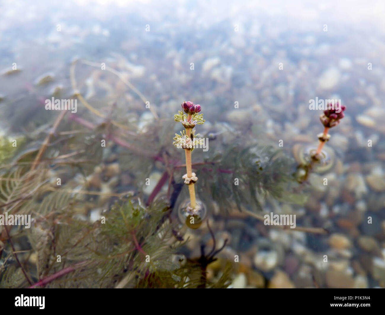 Flowers of Eurasian watermilfoil / Myriophyllum spicatum above surface of the water Stock Photo
