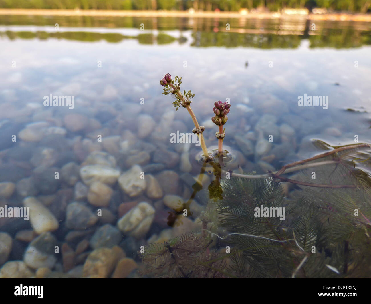 Flowers of Eurasian watermilfoil / Myriophyllum spicatum above surface of the water Stock Photo