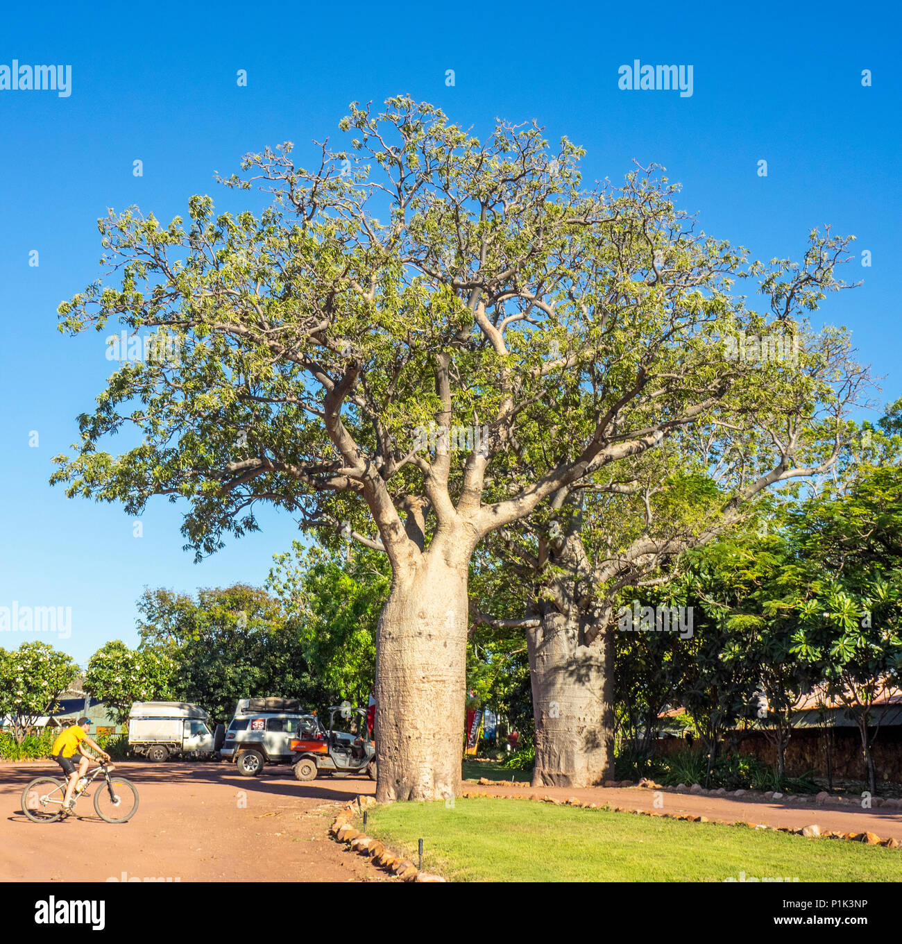 Two boab tree hires stock photography and images Alamy