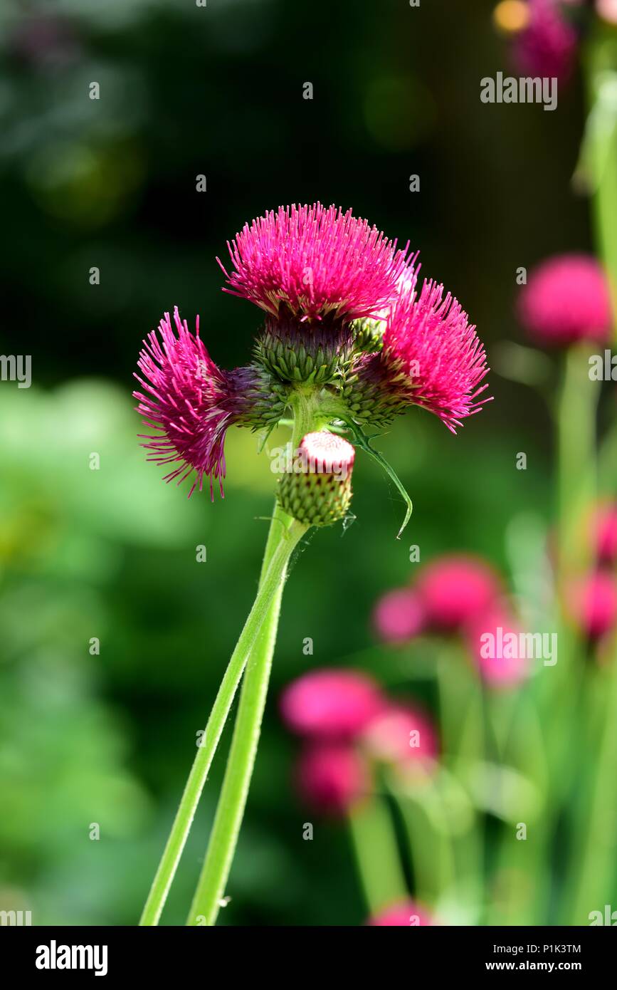 Ornamental thistle in flower in garden Stock Photo