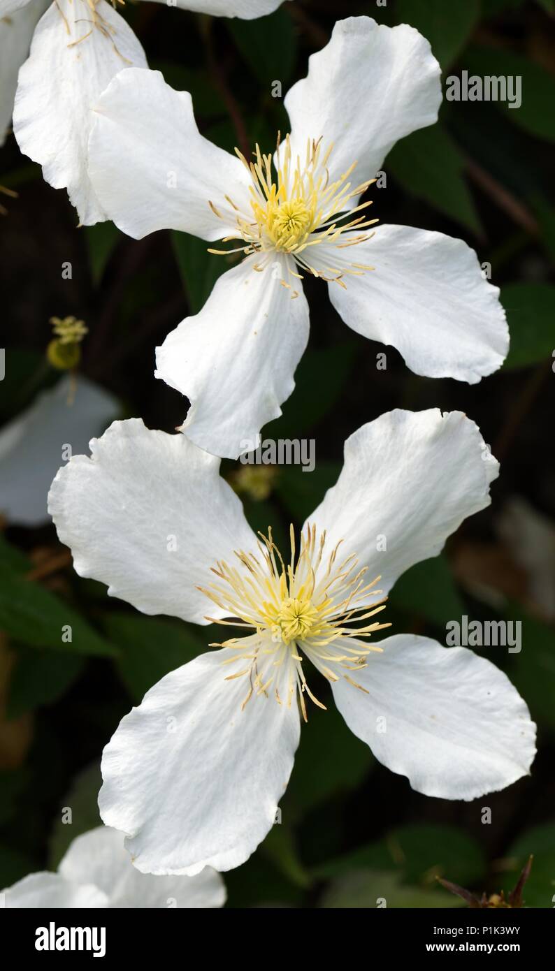 Two flowers of Clematis Montana Grandiflora White Anemone Stock Photo
