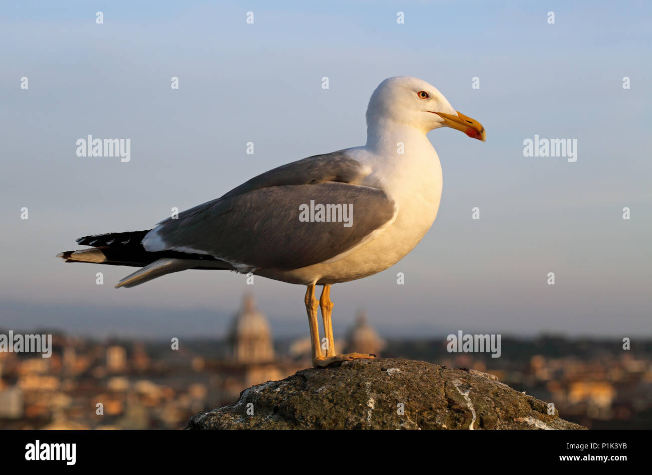 Seagull in Rome Stock Photo