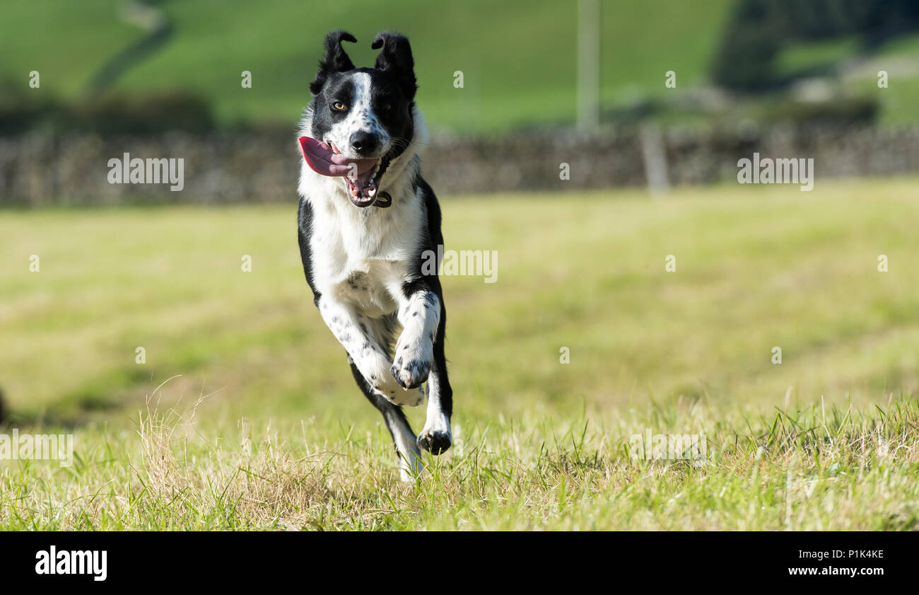 Border Collie dog running in field, North Yorkshire, UK. Stock Photo