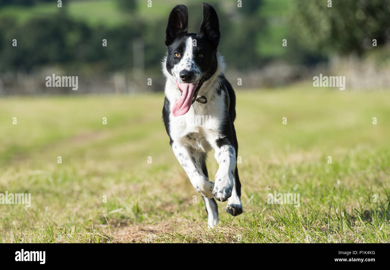 Border Collie dog running in field, North Yorkshire, UK Stock Photo Alamy
