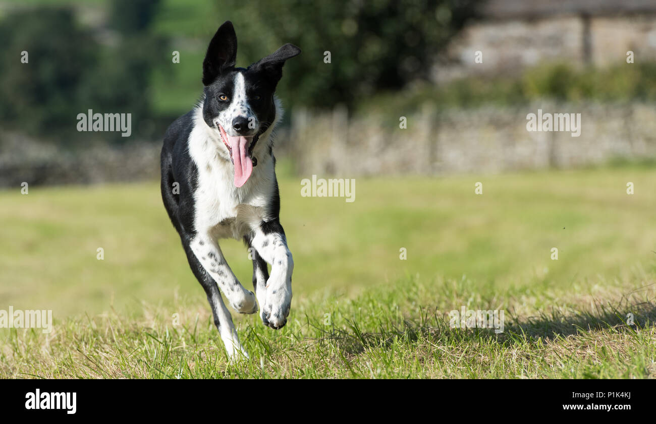 Border Collie dog running in field, North Yorkshire, UK Stock Photo Alamy