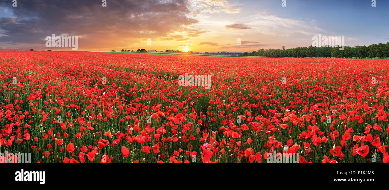 Landscape with nice sunset over poppy field - panorama Stock Photo