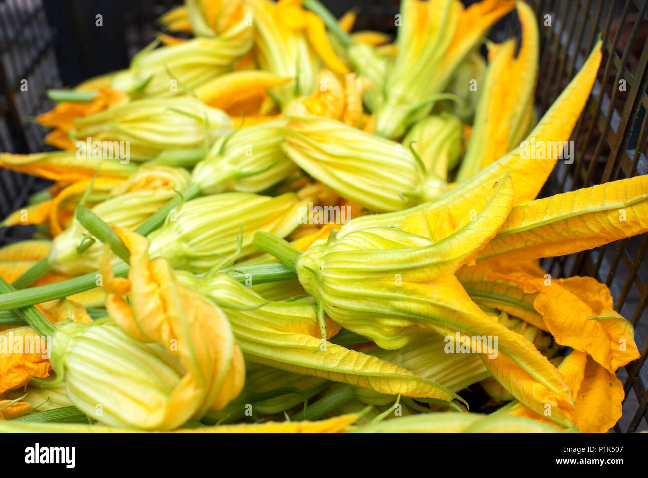 Pile of freshly picked edible golden zucchini or courgette flowers in a