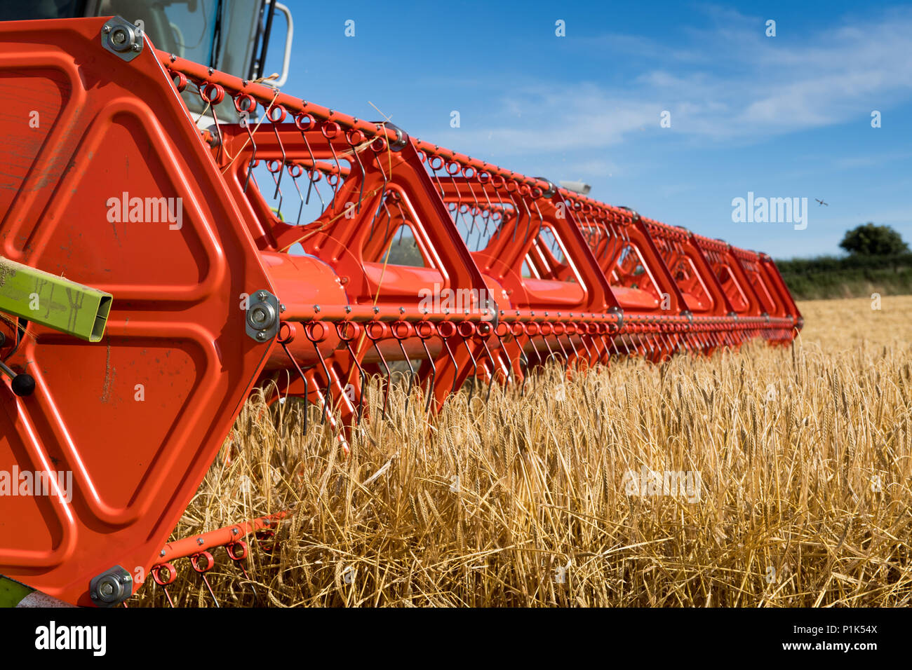 Close up of a Claas V900 35ft combine head with attached cameras, at work, harvesting barley. North Yorkshire, UK. Stock Photo