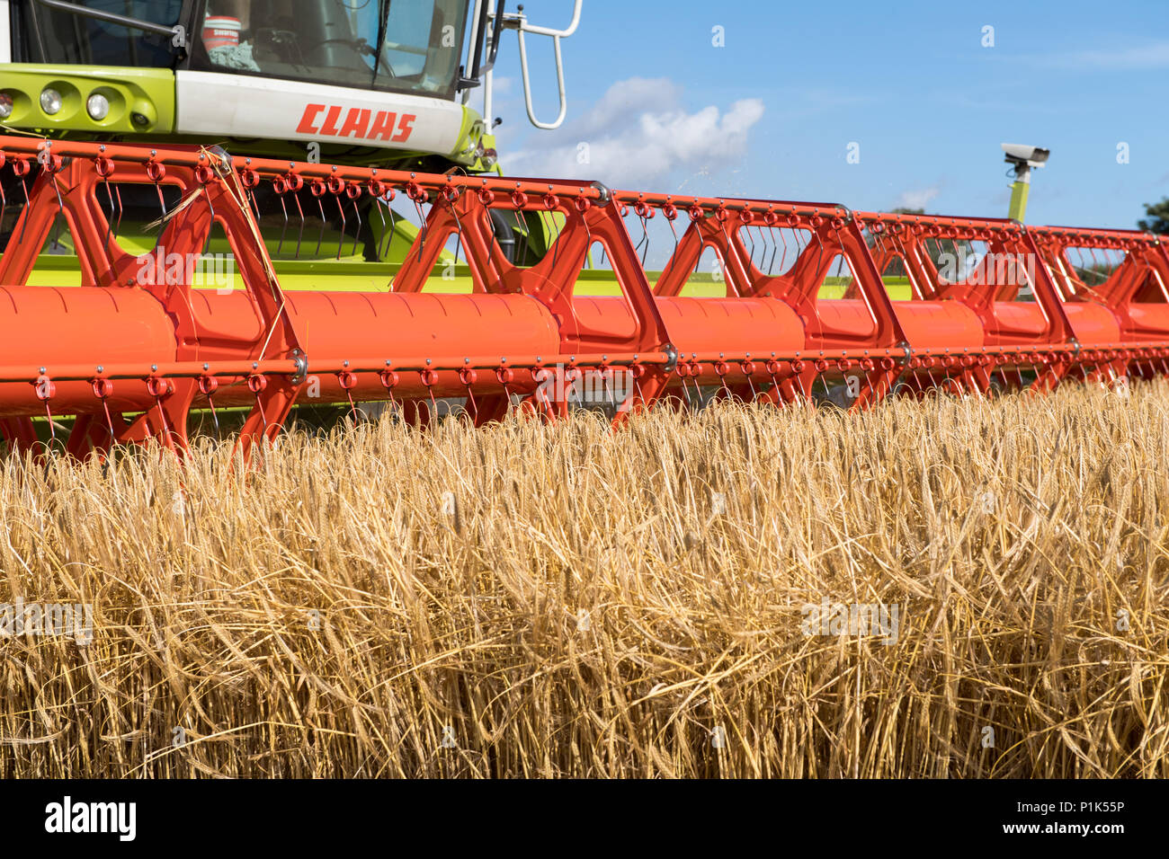 Close up of a Claas V900 35ft combine head with attached cameras, at work, harvesting barley. North Yorkshire, UK. Stock Photo