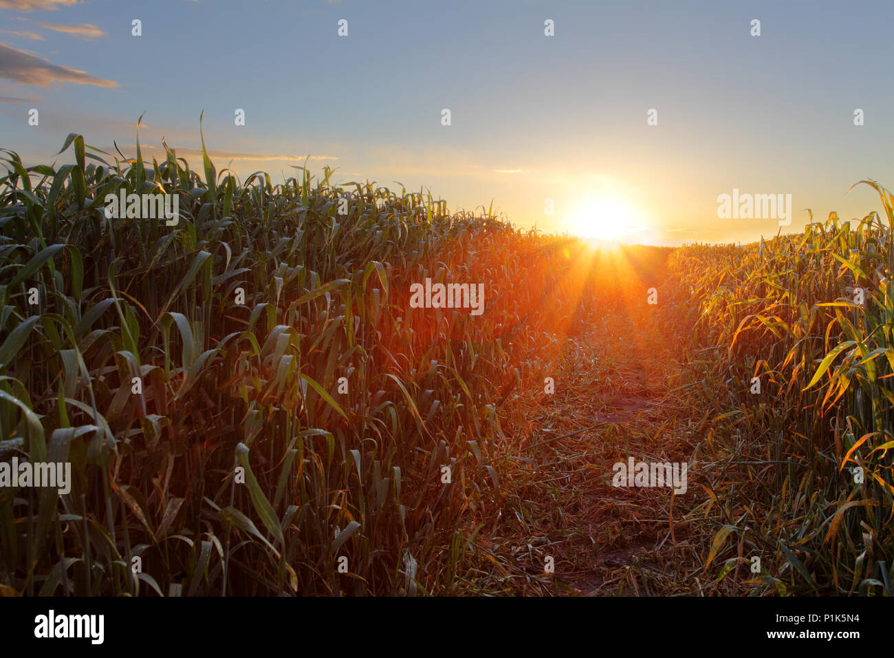 Wheat field sunset light summer hi-res stock photography and images - Alamy